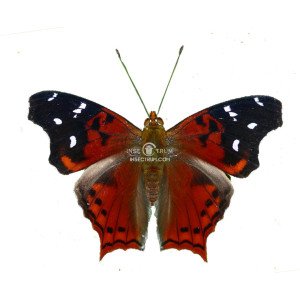 HYPANARTIA CINDERELLA